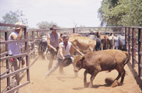 bull catching  and muster
