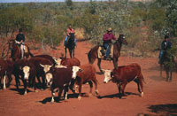 Outback cattle mustering