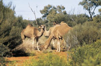 Camels in Kings Creek Station